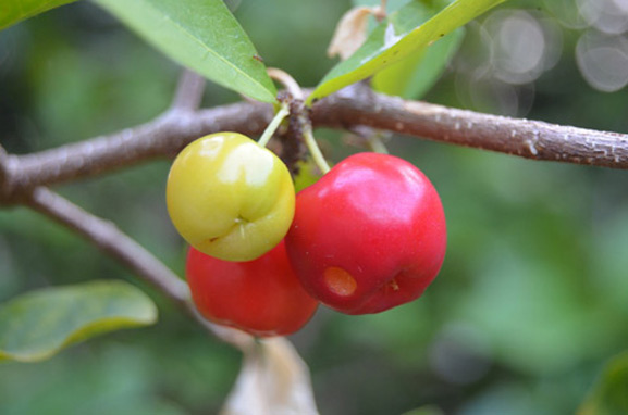 acerola poeder