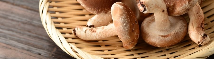 AHCC, extract uit shiitake mycelia met alfa-glucanen