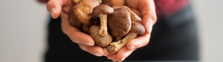 AHCC, extract uit shiitake mycelia met alfa-glucanen