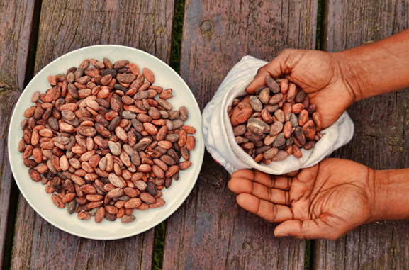 cacao raw